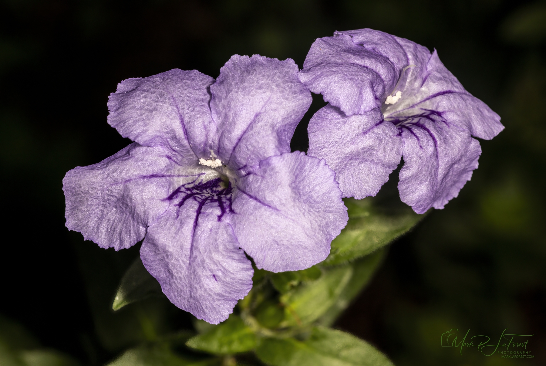/gallery/north_america/USA/Texas/austin/Fringe Leaf Wild Petunia July 2025-001_med.jpg